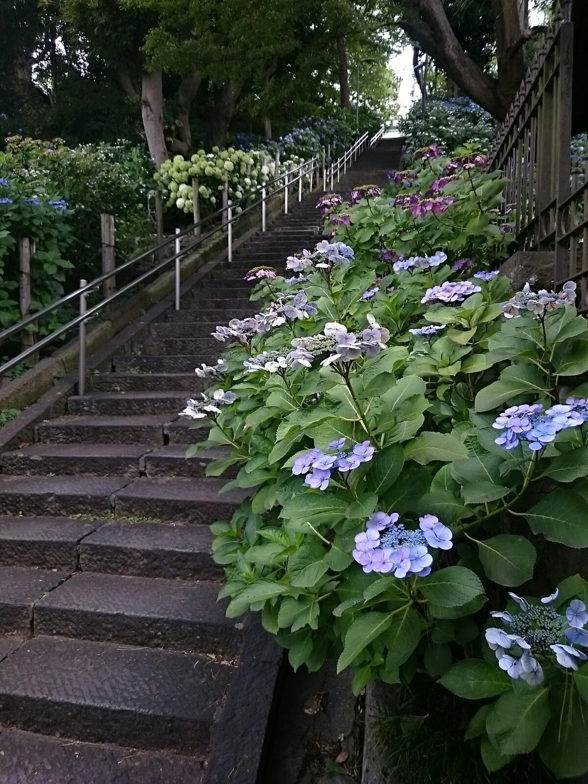 画像を等倍で表示します 画像