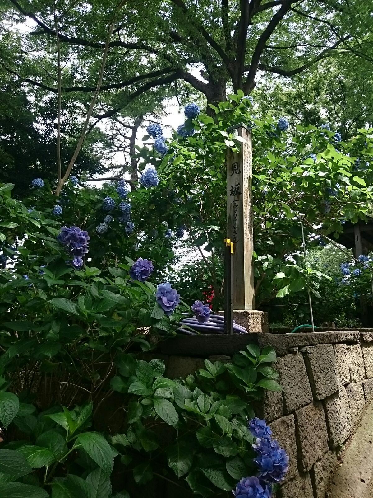 画像を等倍で表示します 画像
