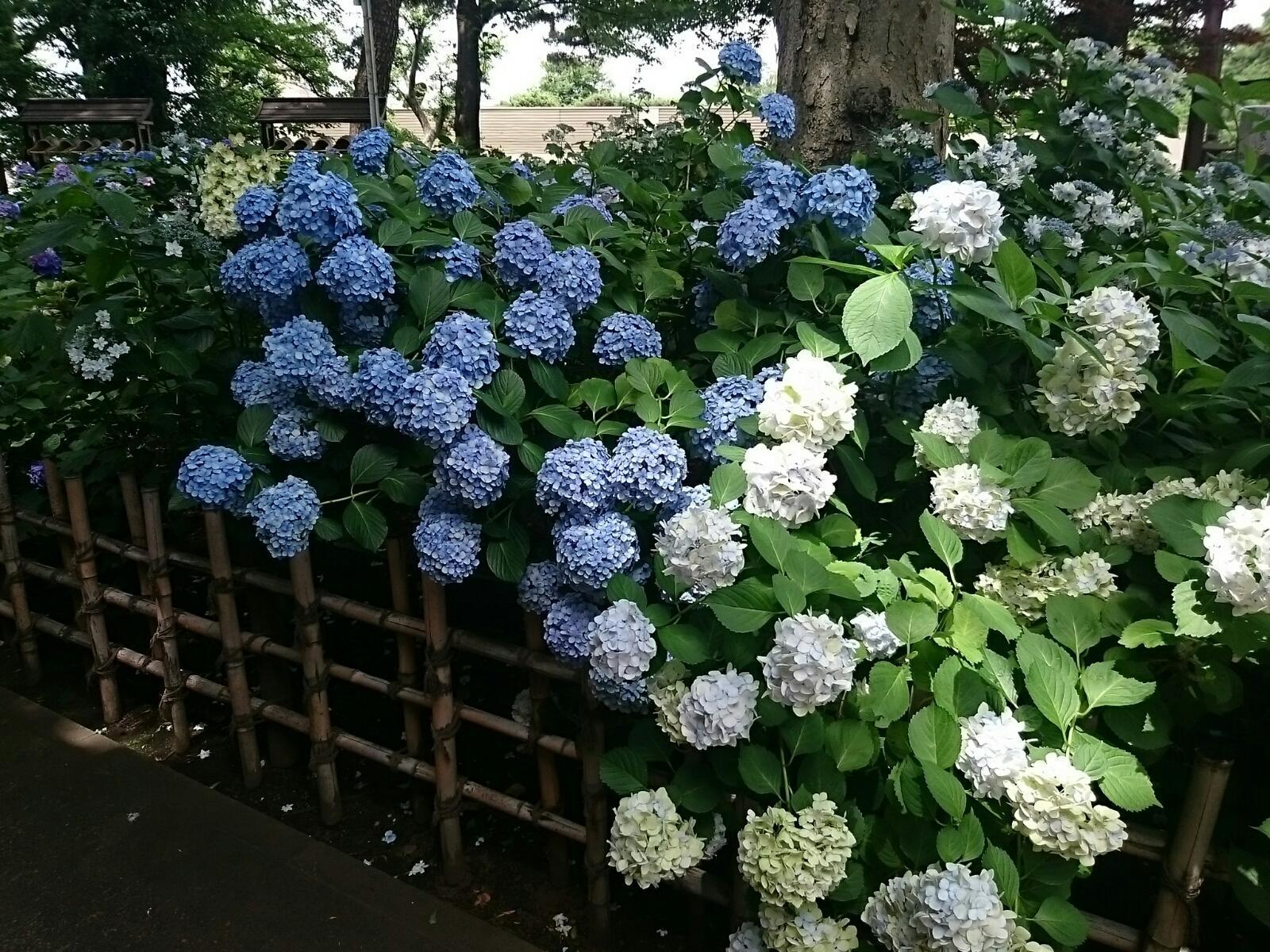 画像を等倍で表示します 画像