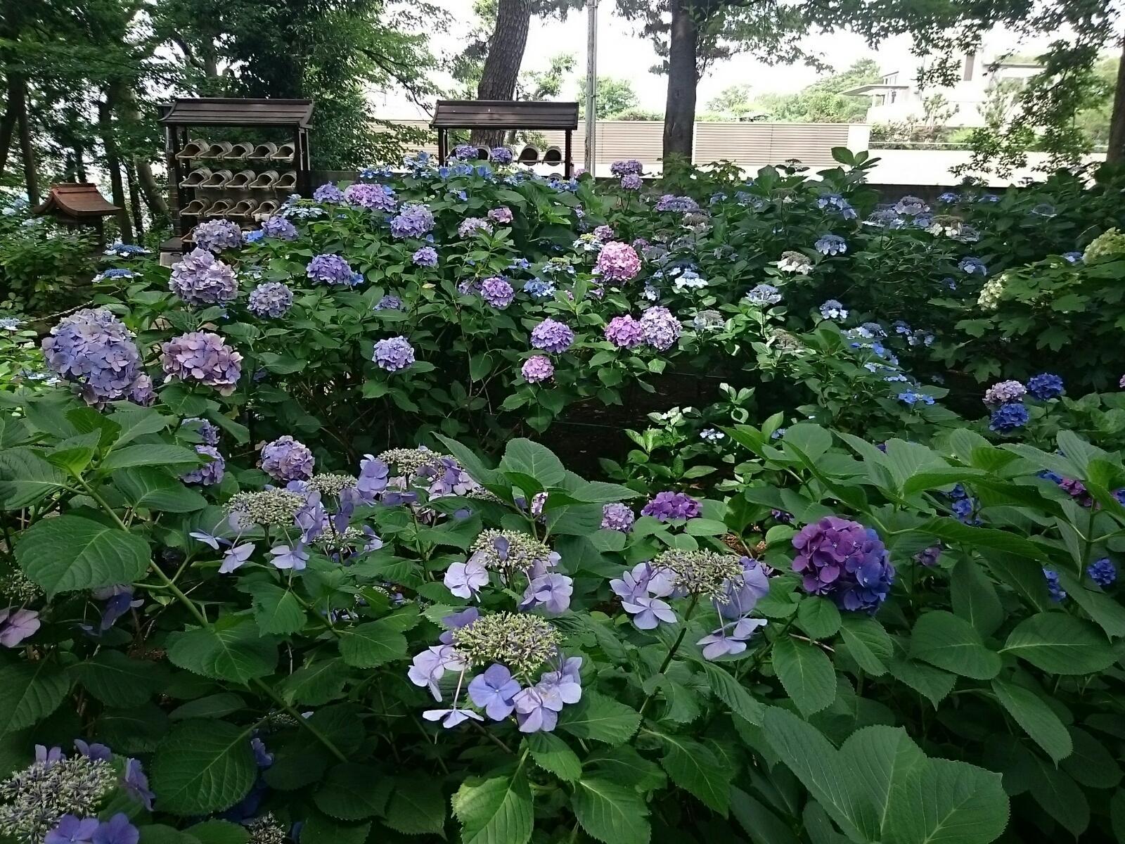 画像を等倍で表示します 画像