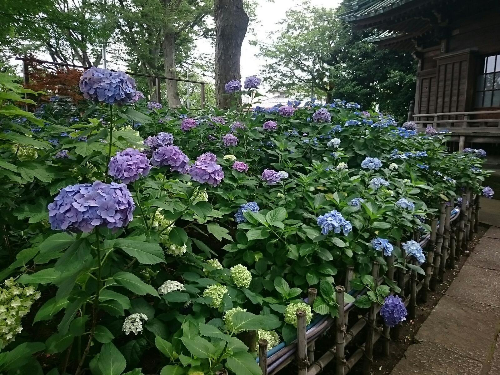 画像を等倍で表示します 画像