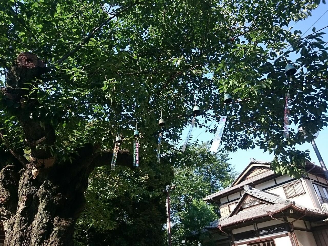 画像を等倍で表示します 画像