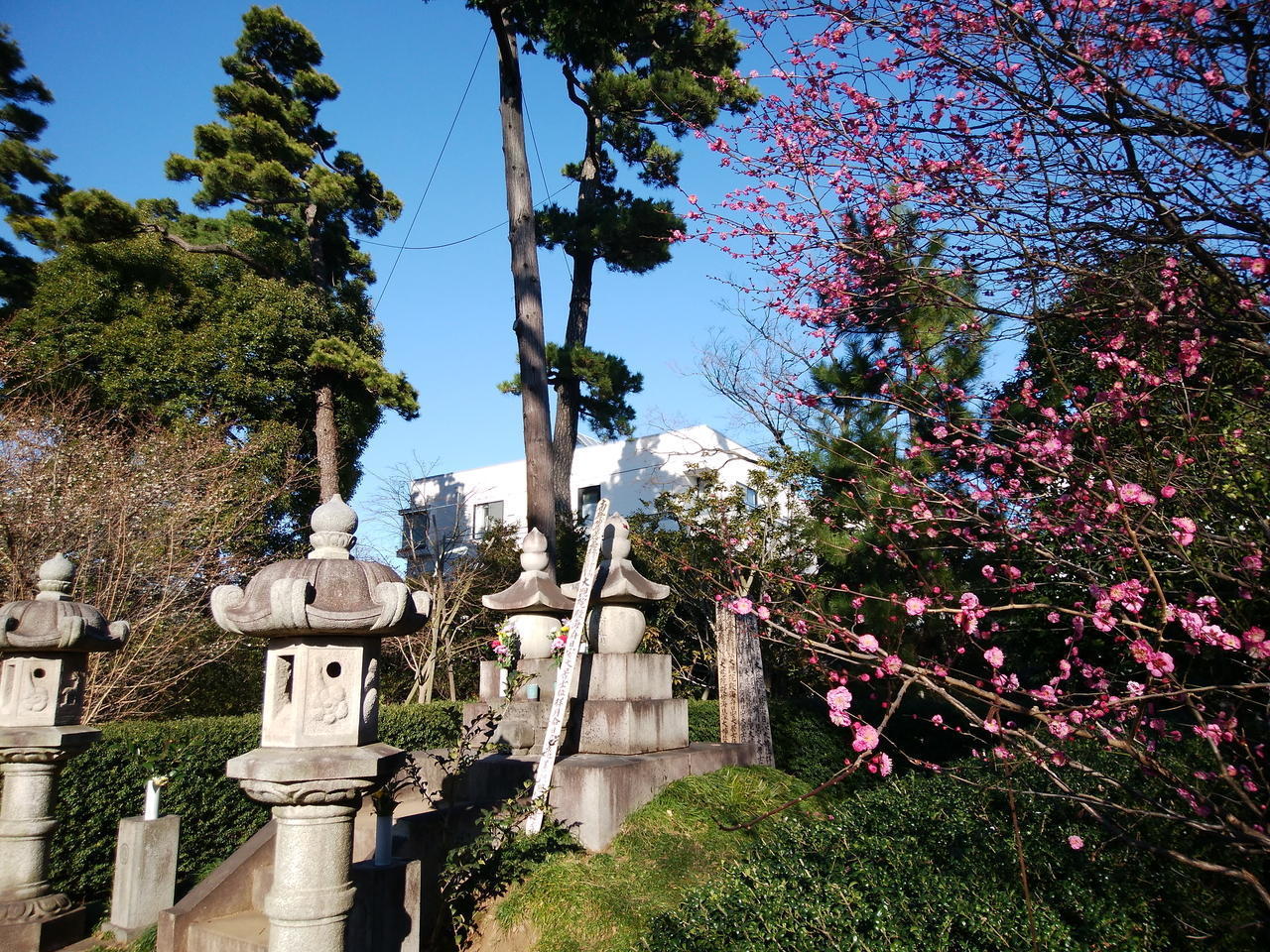 画像を等倍で表示します 画像