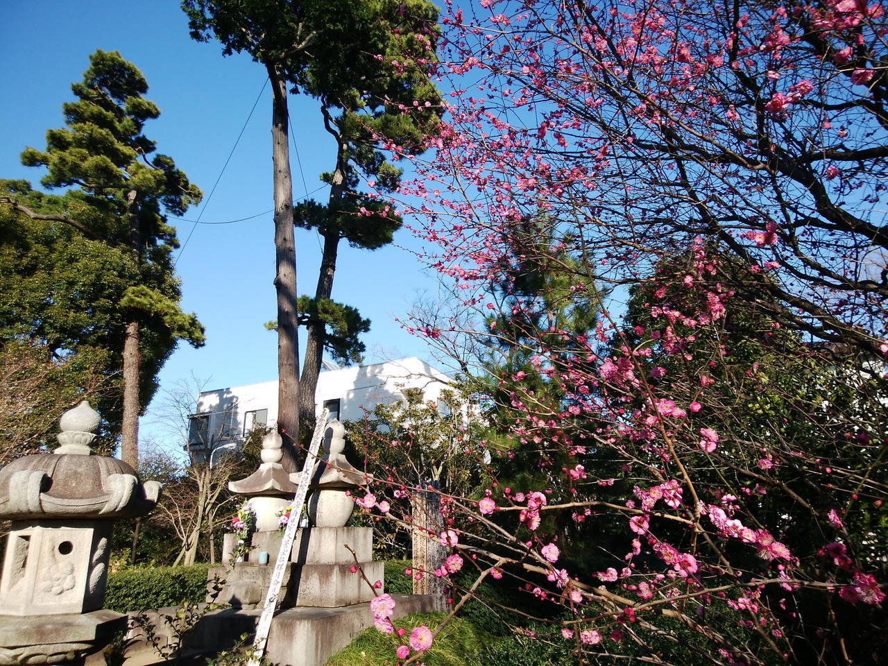 画像を等倍で表示します 画像