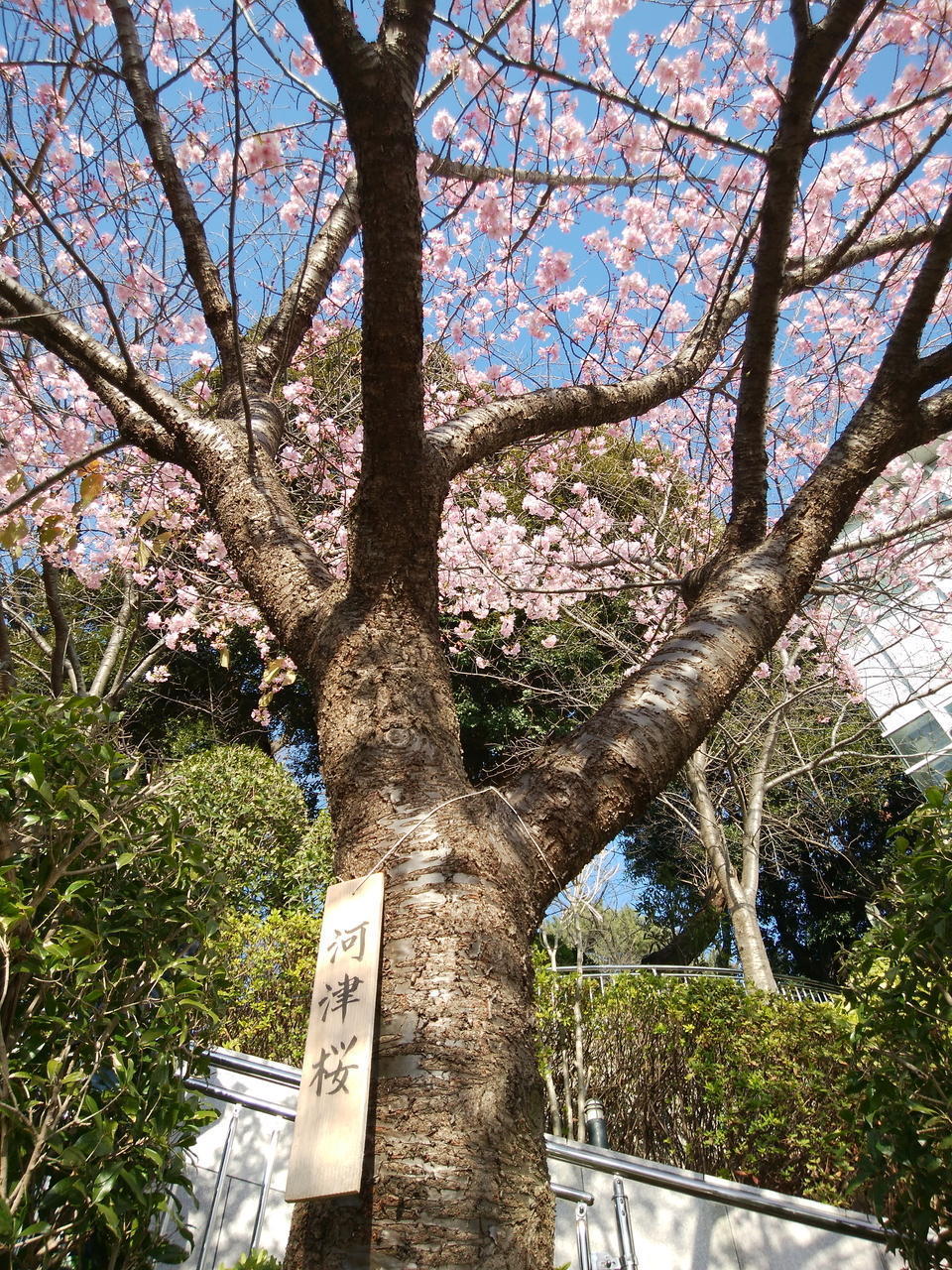 画像を等倍で表示します 画像