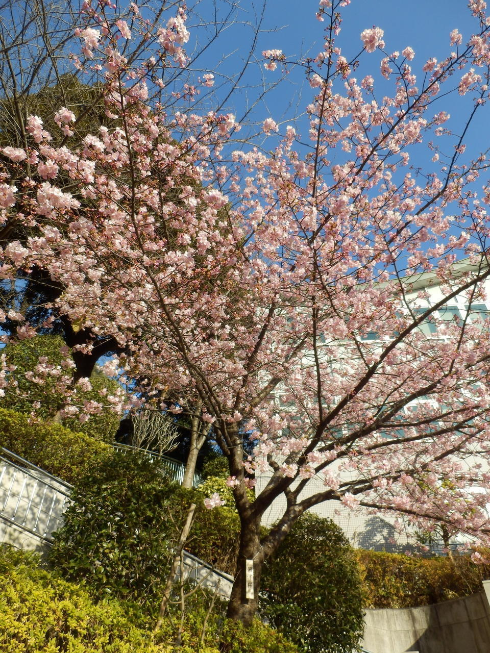画像を等倍で表示します 画像