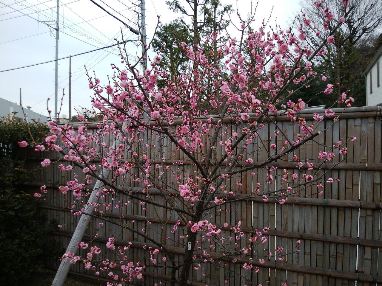 画像を等倍で表示します 画像