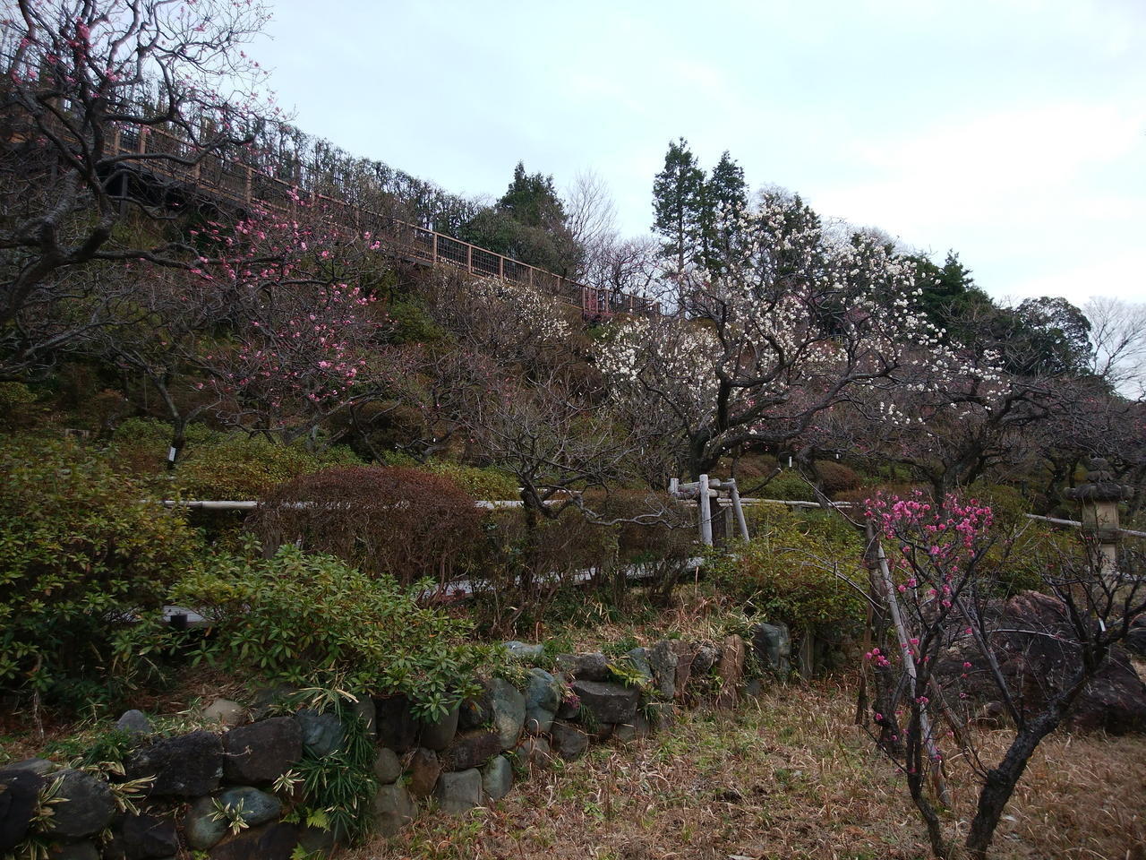 画像を等倍で表示します 画像