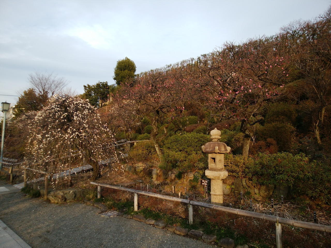 画像を等倍で表示します 画像
