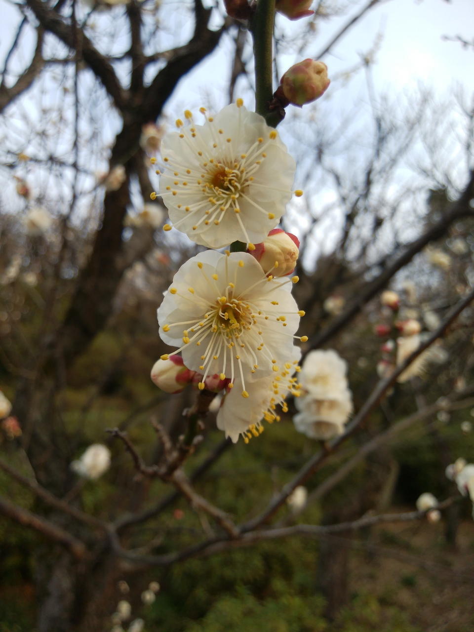 画像を等倍で表示します 画像