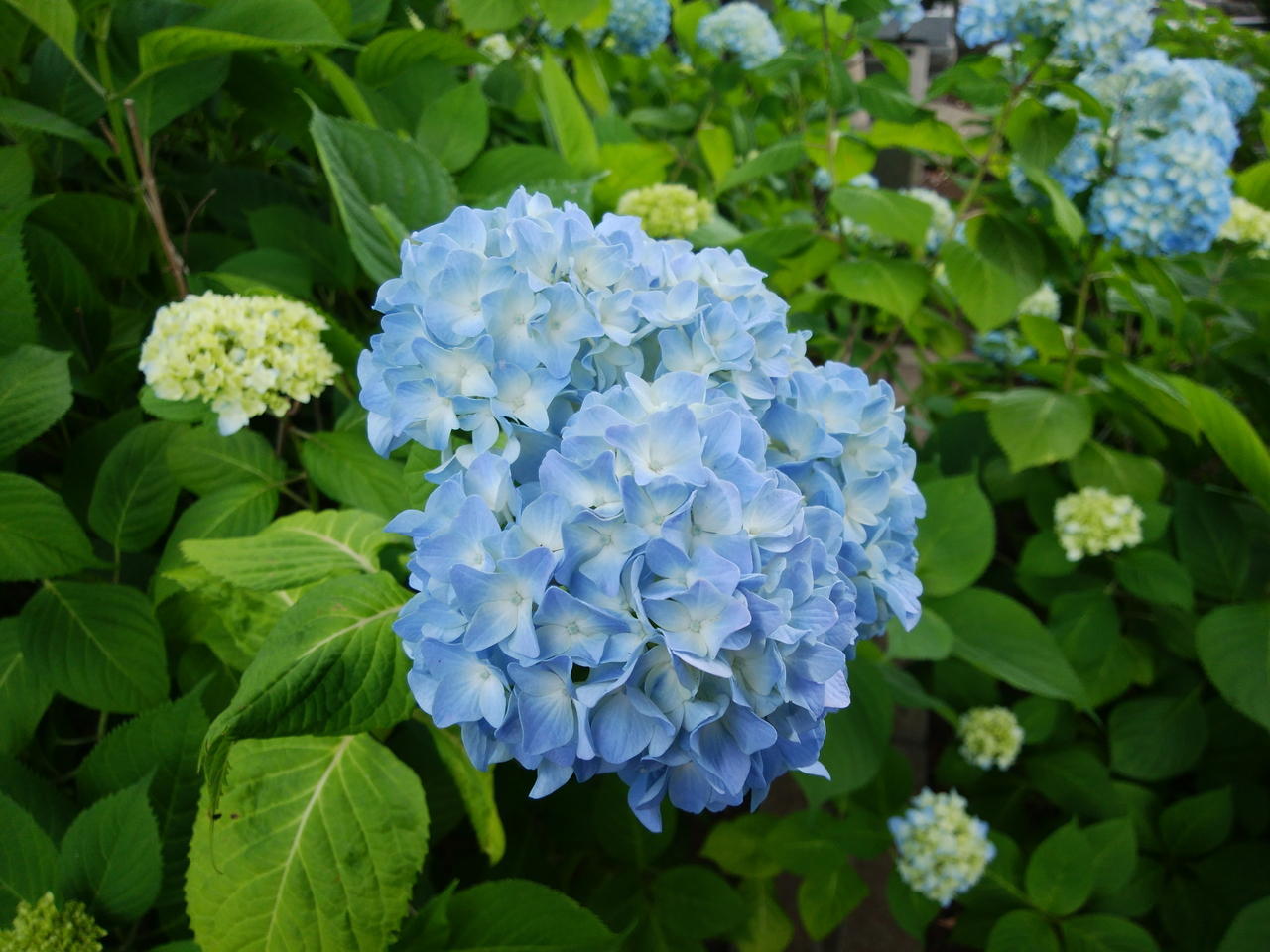 画像を等倍で表示します 画像