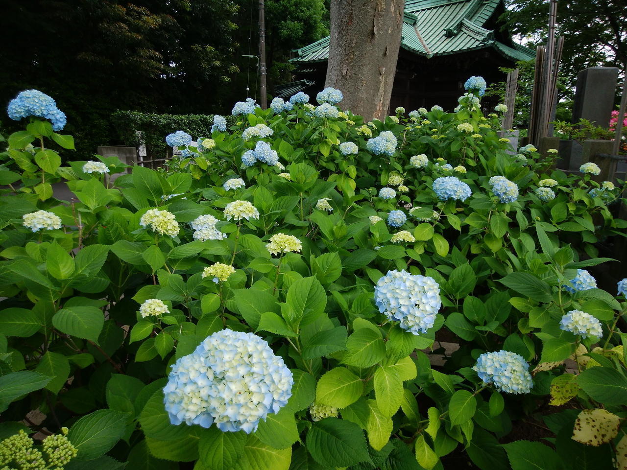 画像を等倍で表示します 画像