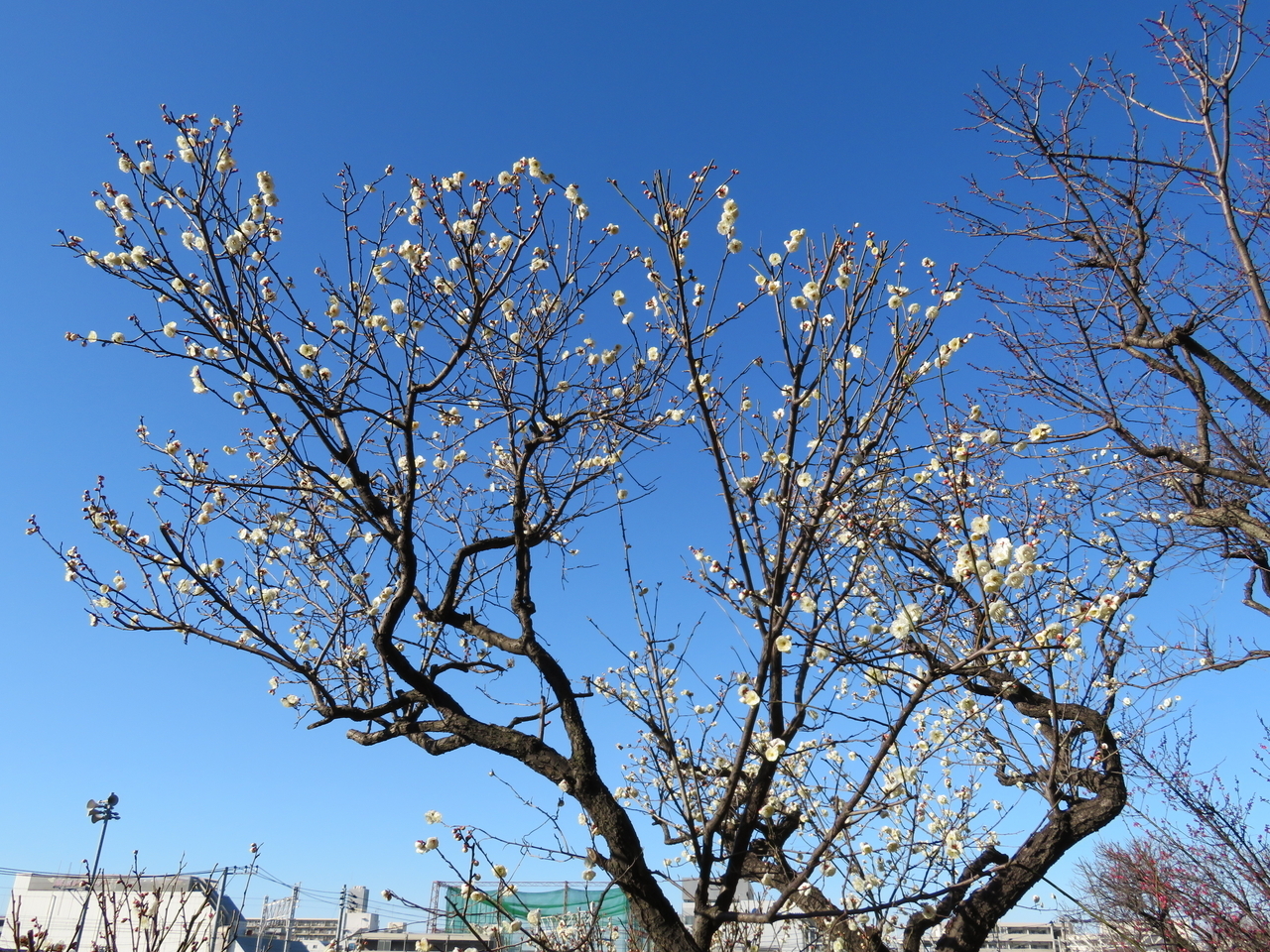 画像を等倍で表示します 画像