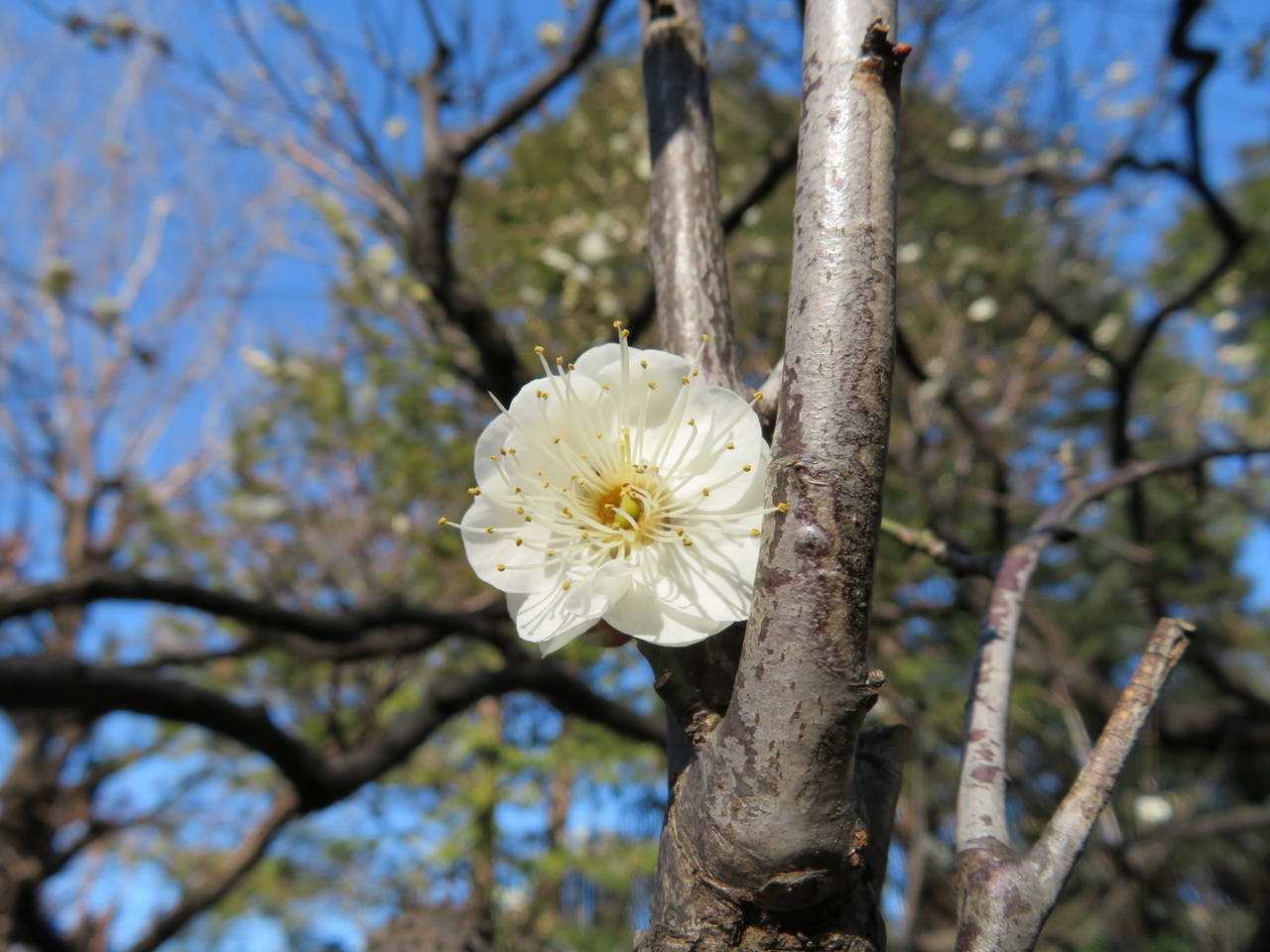 画像を等倍で表示します 画像