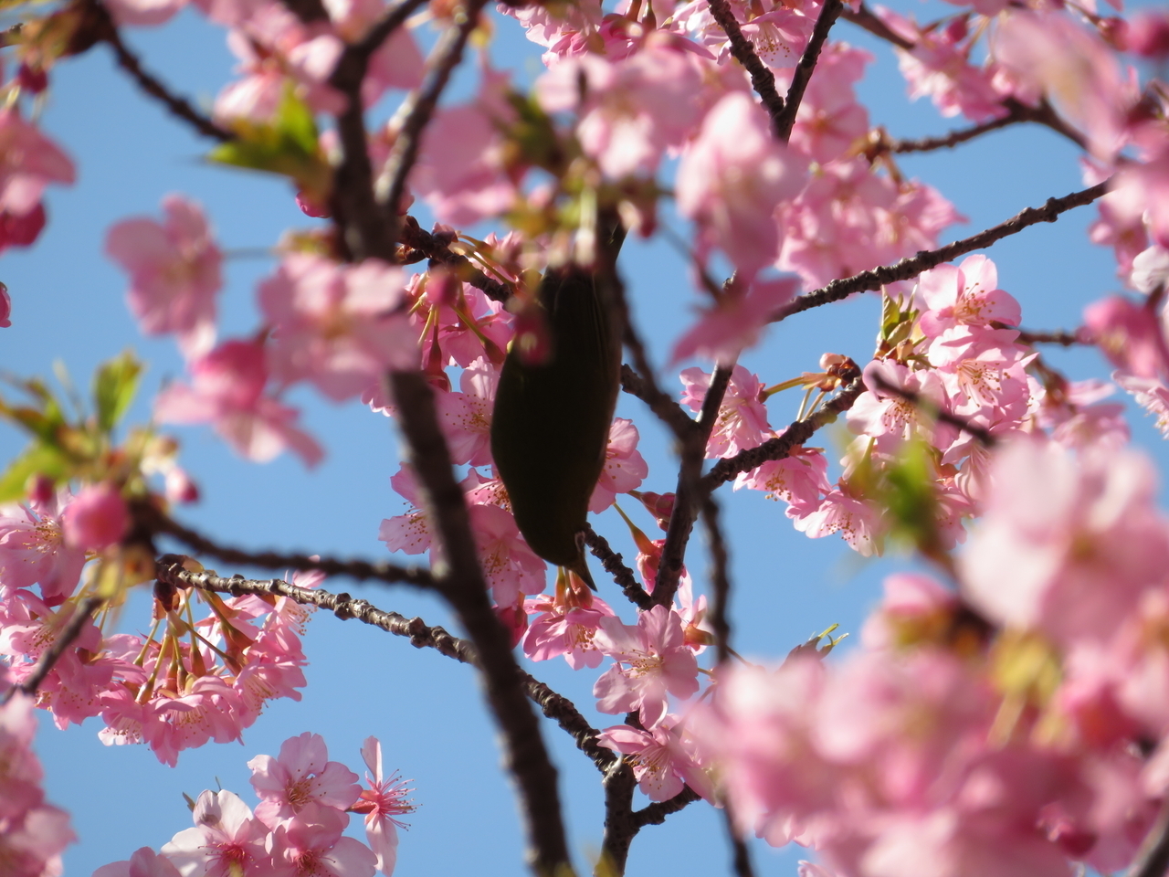 画像を等倍で表示します 画像