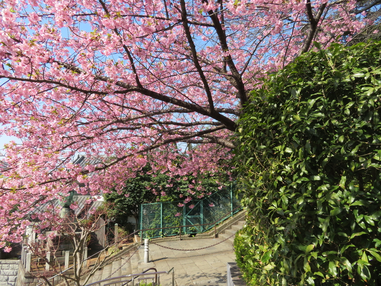 画像を等倍で表示します 画像