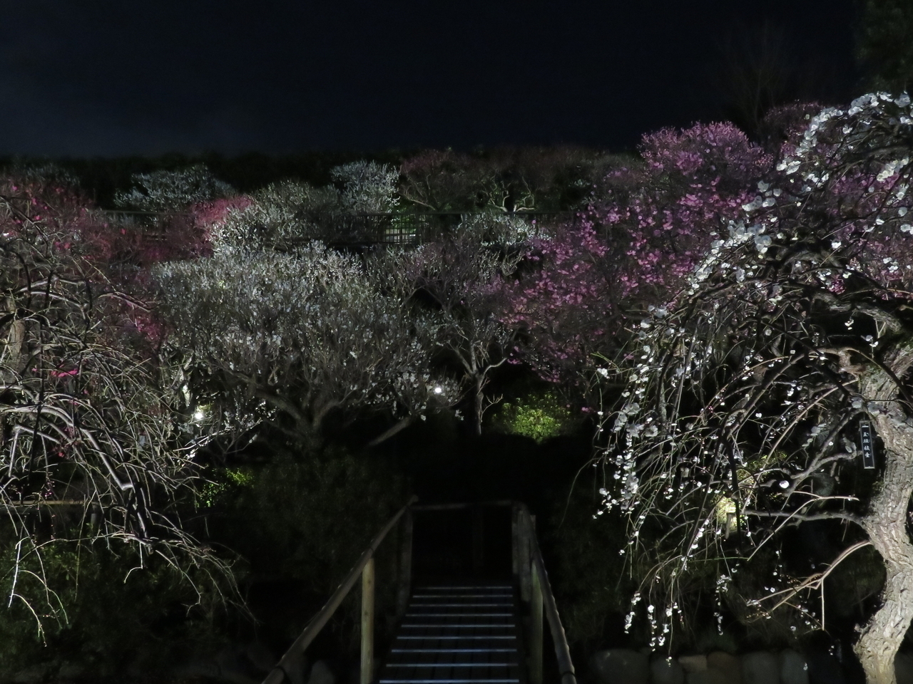 画像を等倍で表示します 画像
