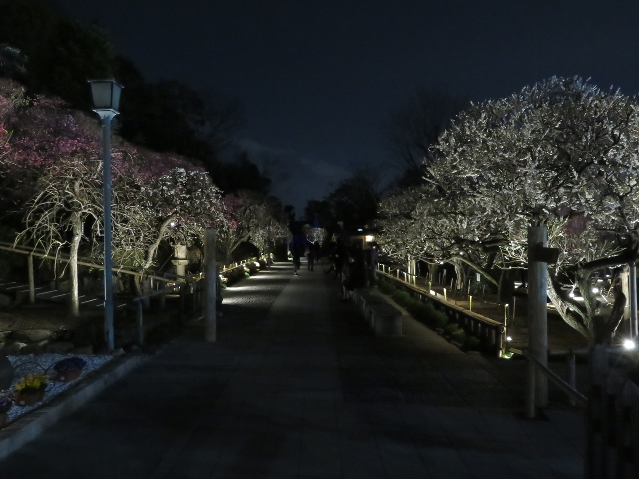 画像を等倍で表示します 画像