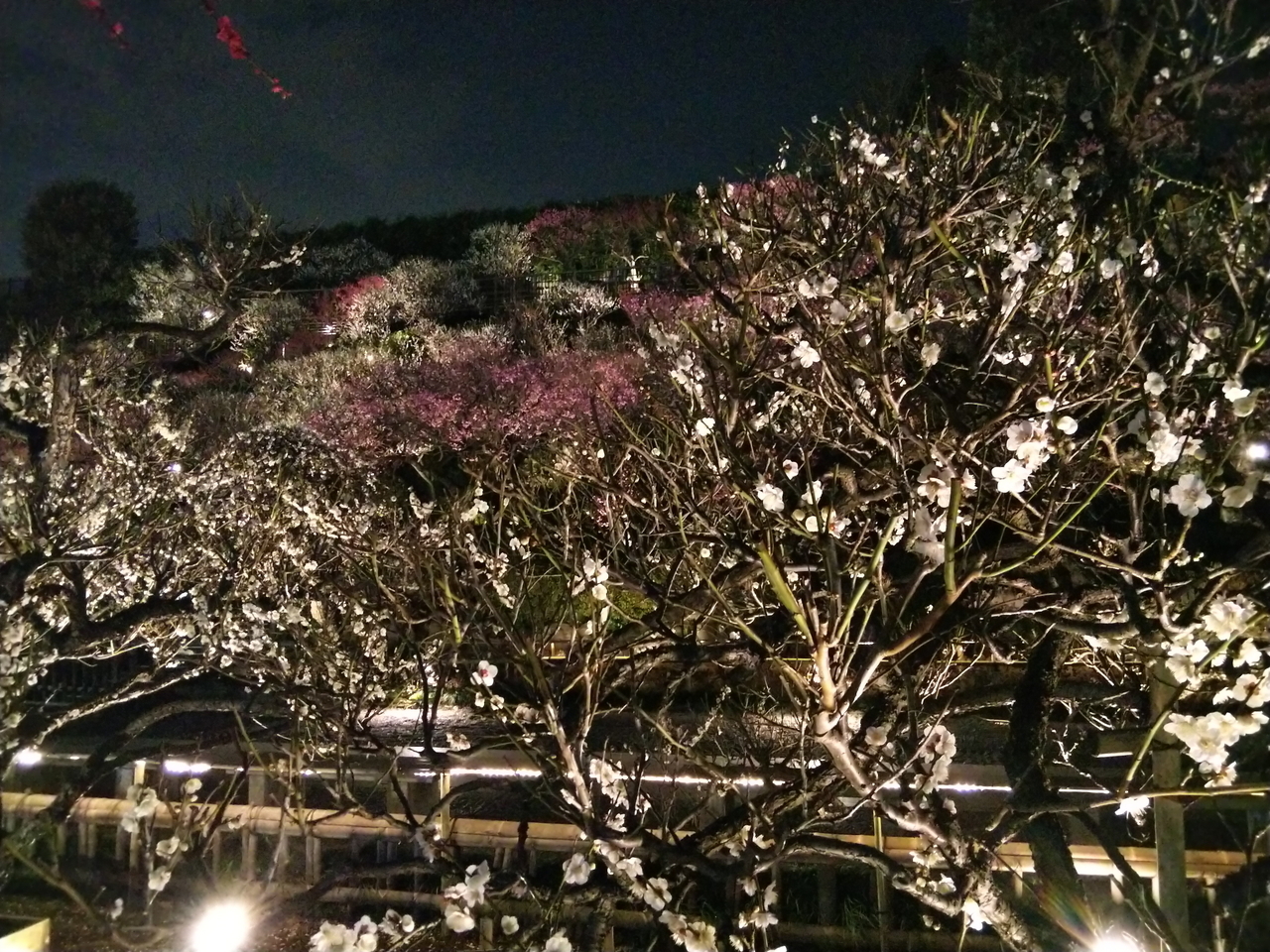 画像を等倍で表示します 画像