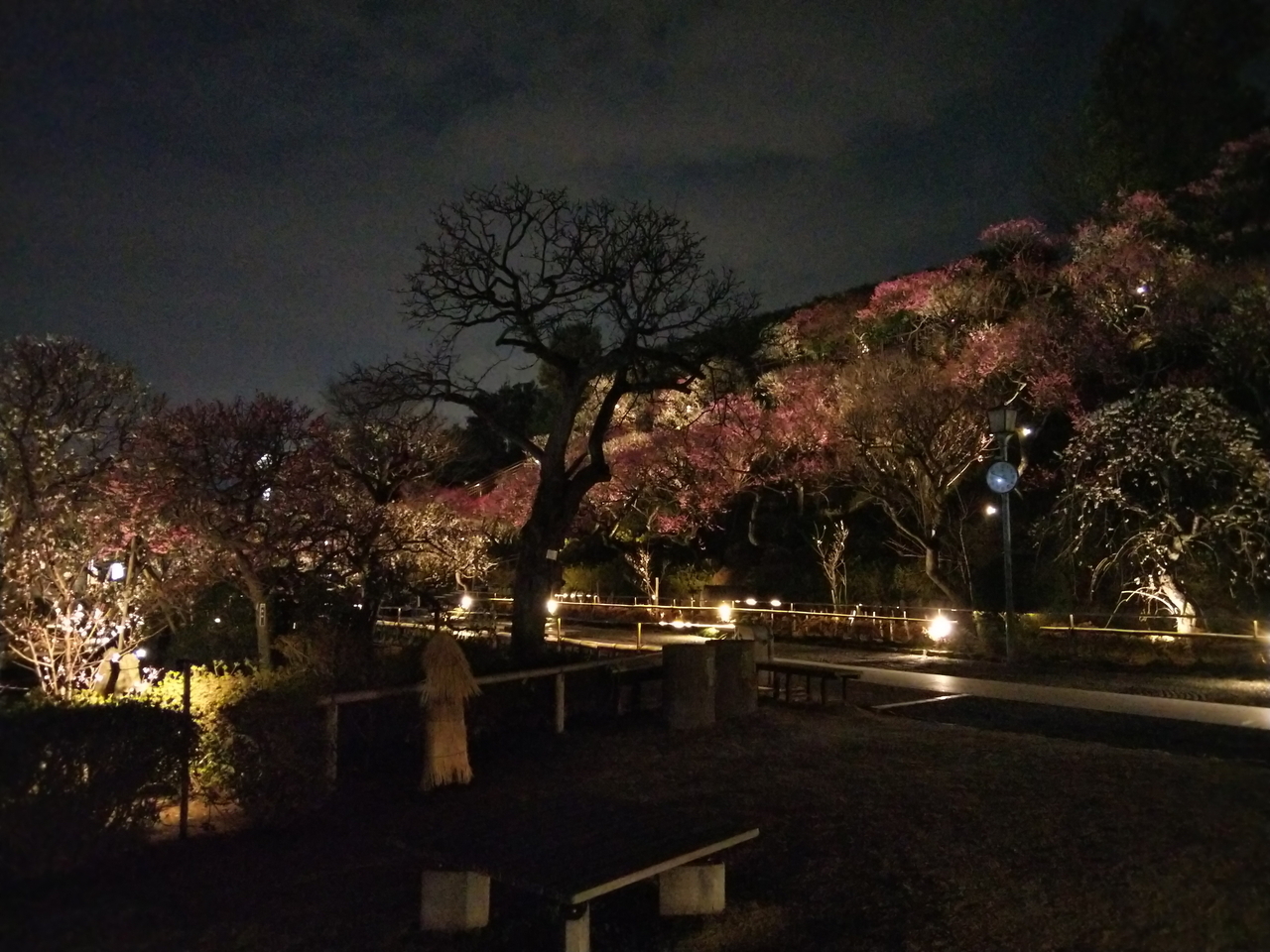 画像を等倍で表示します 画像