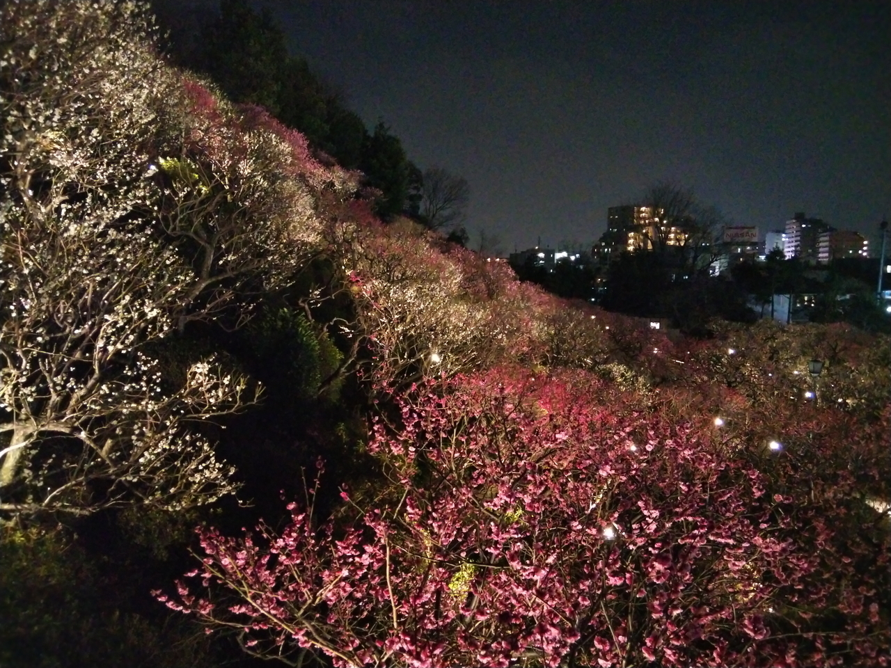 画像を等倍で表示します 画像