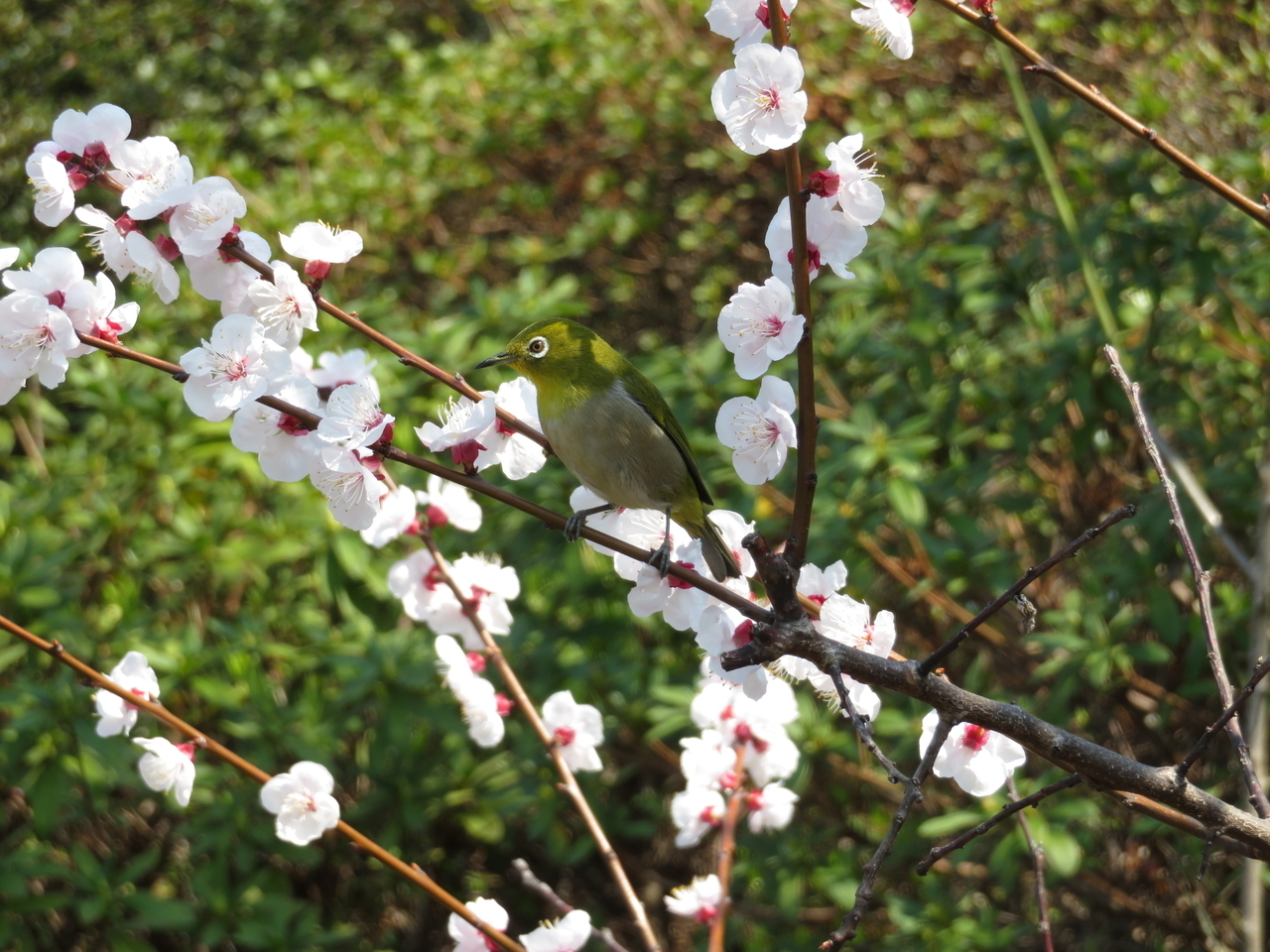 画像を等倍で表示します 画像