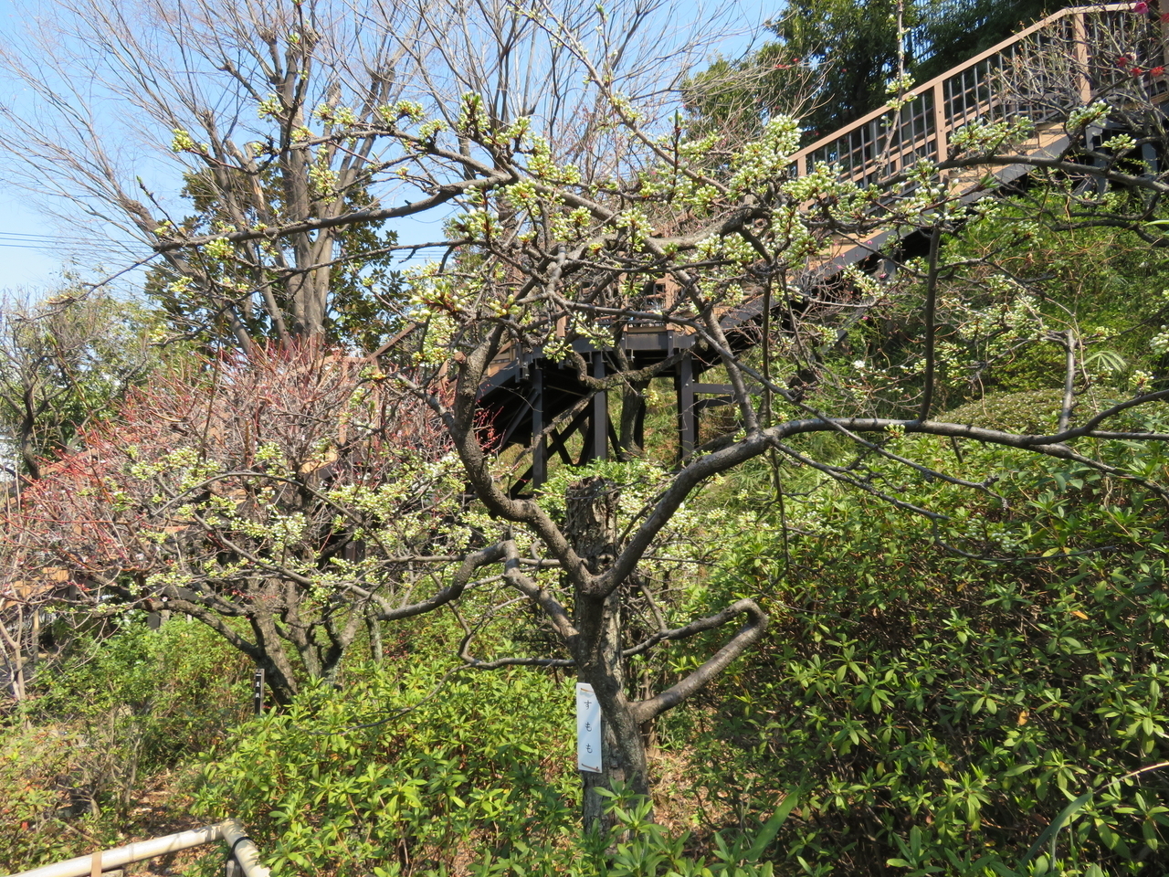 画像を等倍で表示します 画像