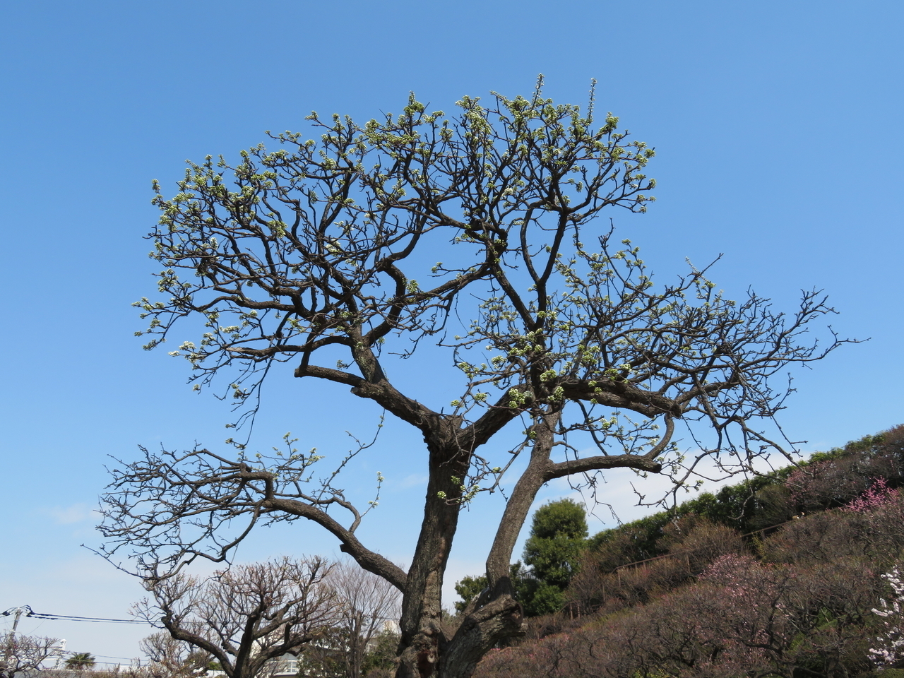 画像を等倍で表示します 画像