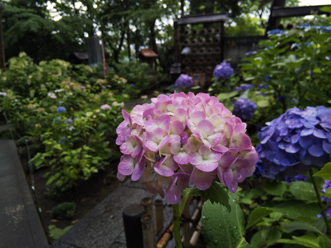 画像を等倍で表示します 画像