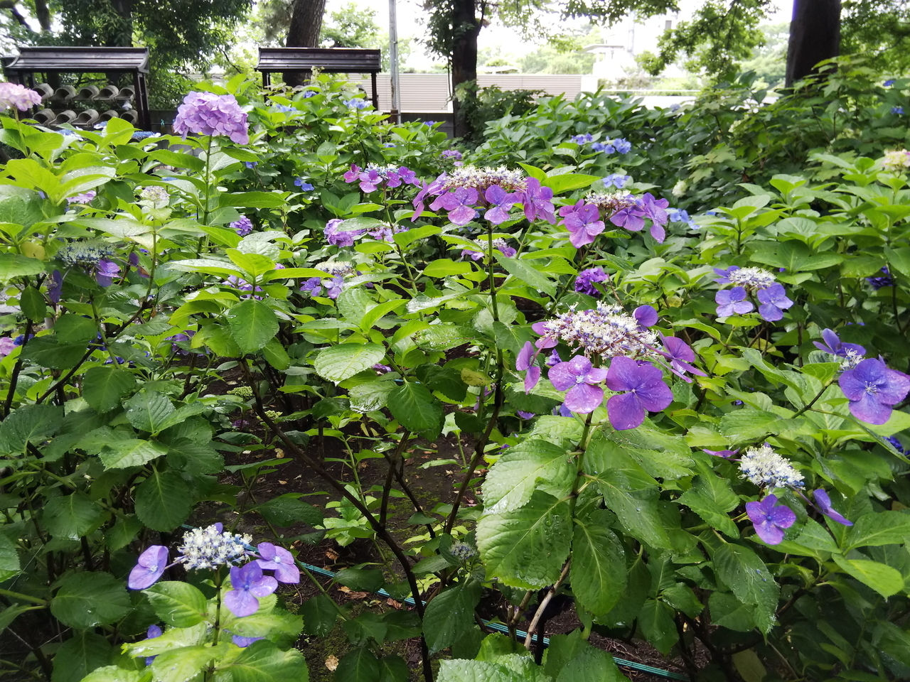 画像を等倍で表示します 画像