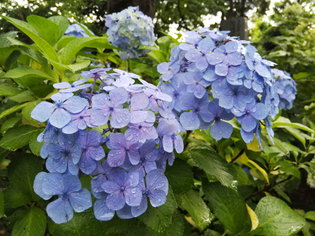 画像を等倍で表示します 画像