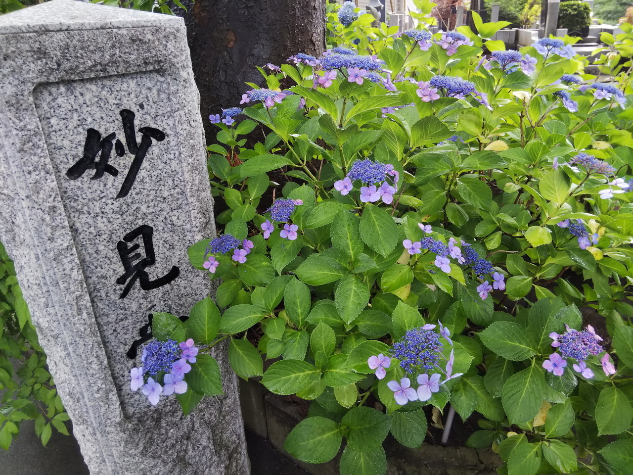 画像を等倍で表示します 画像