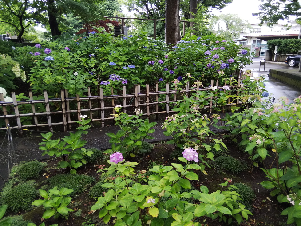 画像を等倍で表示します 画像