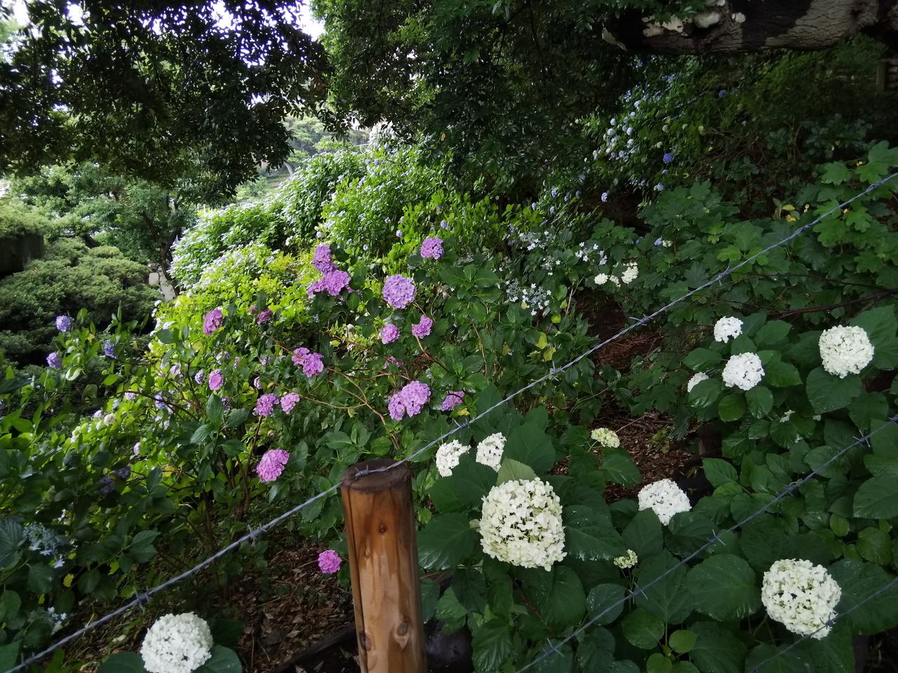 画像を等倍で表示します 画像