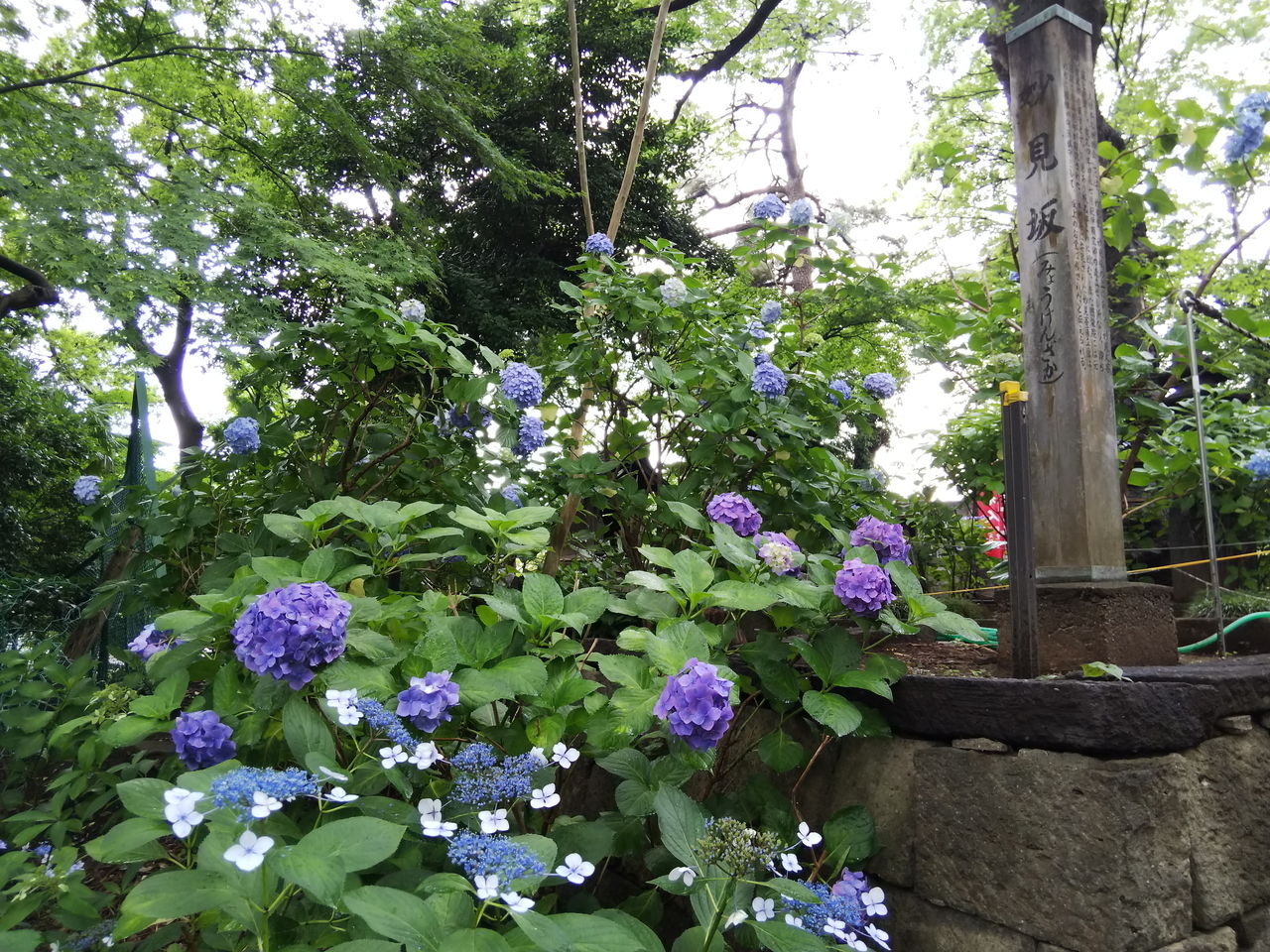 画像を等倍で表示します 画像