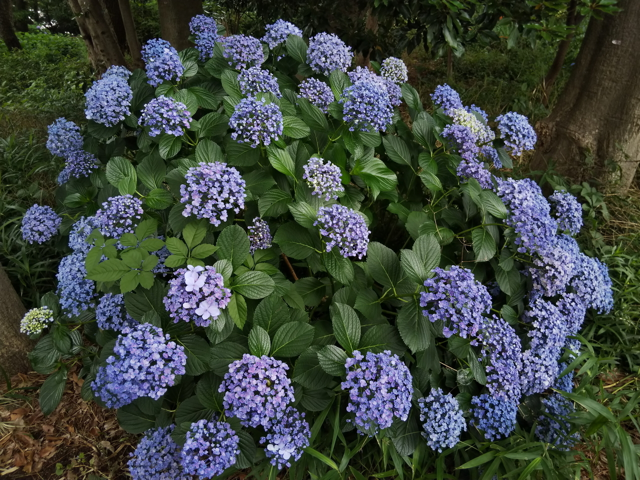 画像を等倍で表示します 画像